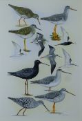 HAYMAN, PETER (born 1930) British (AR), 'Waders' book illustration, watercolour, signed, unframed.