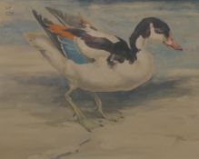 TALBOT KELLY, RICHARD BARRETT (1896-1971) British (AR), Shellduck, watercolour,
