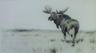 KUHNERT, WILHELM FREDERICK, (1864-1926) German, Moose, etching, signed,