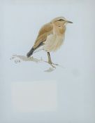 TALBOT KELLY, RICHARD BARRETT (1896-1971) British (AR), Wheatear, ink and watercolour,