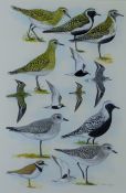 HAYMAN, PETER (born 1930) British (AR), 'Waders' book illustration, watercolour, signed, unframed.
