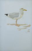 TALBOT KELLY, RICHARD BARRETT (1896-1971) British (AR), Herring Gull, ink and watercolour,