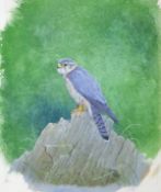 FITZGERALD BWS, PSP, JOHN LEWIS (born 1945) British (AR), Peregrin Falcon, watercolour, signed,