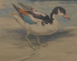 Timed Auction - Wildlife Paintings, Pictures and Prints