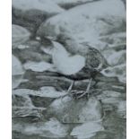 GREENWOOD, T J (born 1947) British (AR), Dipper, etching, signed and numbered 43/150, unframed.