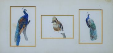 COLLINS, GEORGE EDWARD (1880-1968) British (AR), Peacocks and Jay, three watercolours, signed,