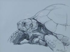 HASLEN, ANDREW (born 1951) British (AR), Tortoise, pencil, framed and glazed. 26 x 34 cm.