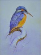 BEDFORD, BRIAN (20th century), 'Kingfish