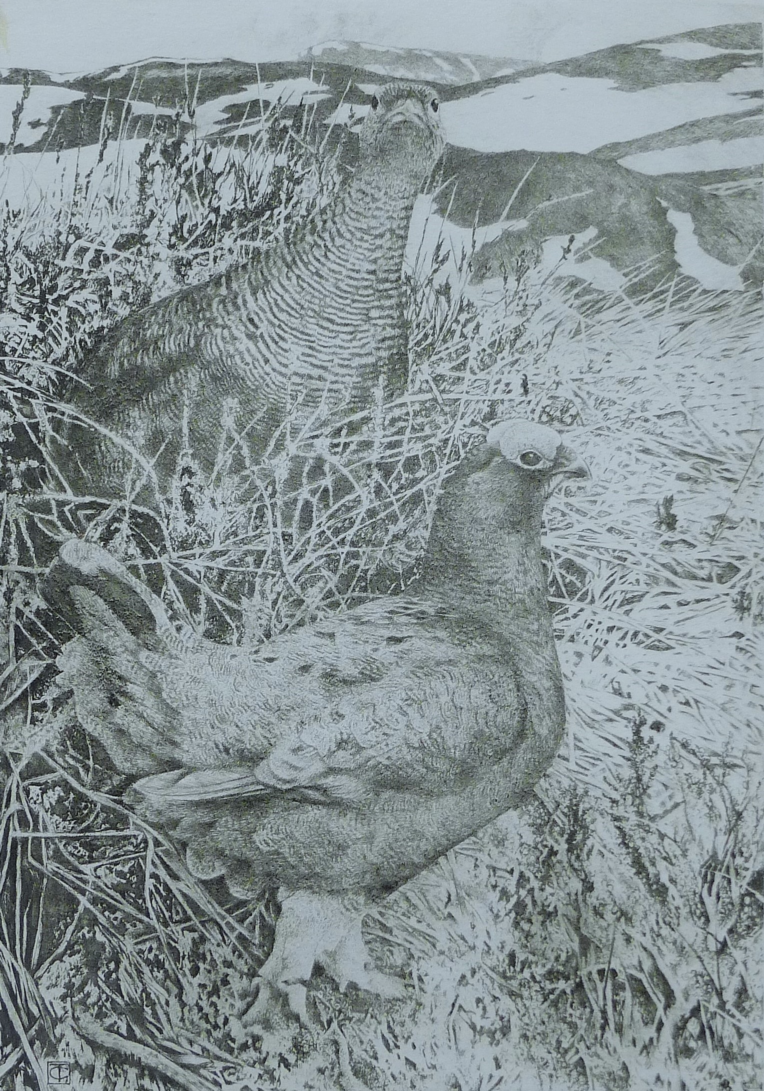 GREENWOOD, T J (born 1947) British (AR), Red Grouse in Spring, etching, signed and numbered 36/150,