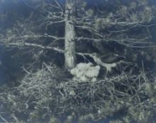 HOSKIN, ERIC (1909-1991) British (AR), Sparrow Hawk at Nest, photograph, signed, unframed.