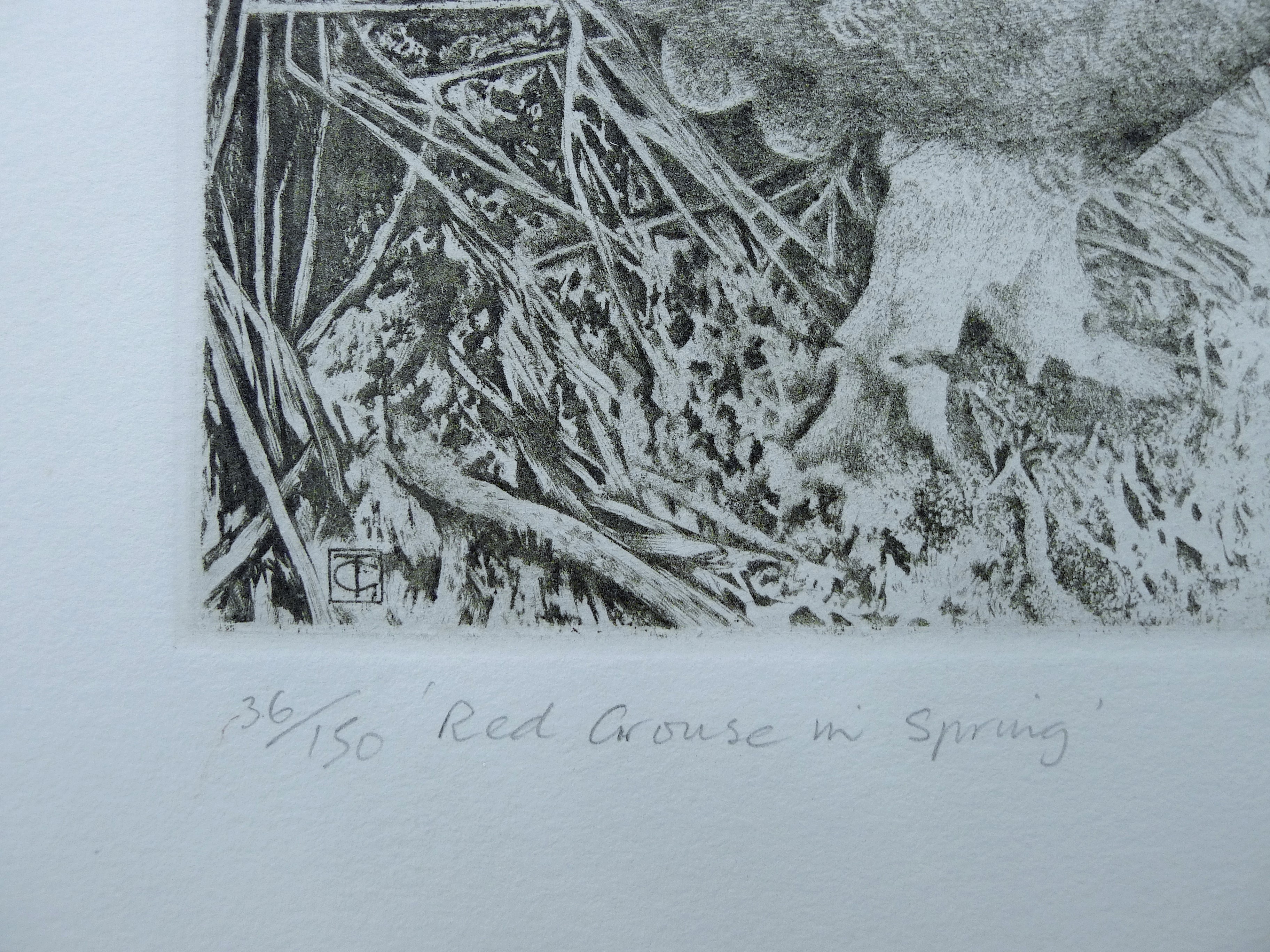 GREENWOOD, T J (born 1947) British (AR), Red Grouse in Spring, etching, signed and numbered 36/150, - Image 4 of 4