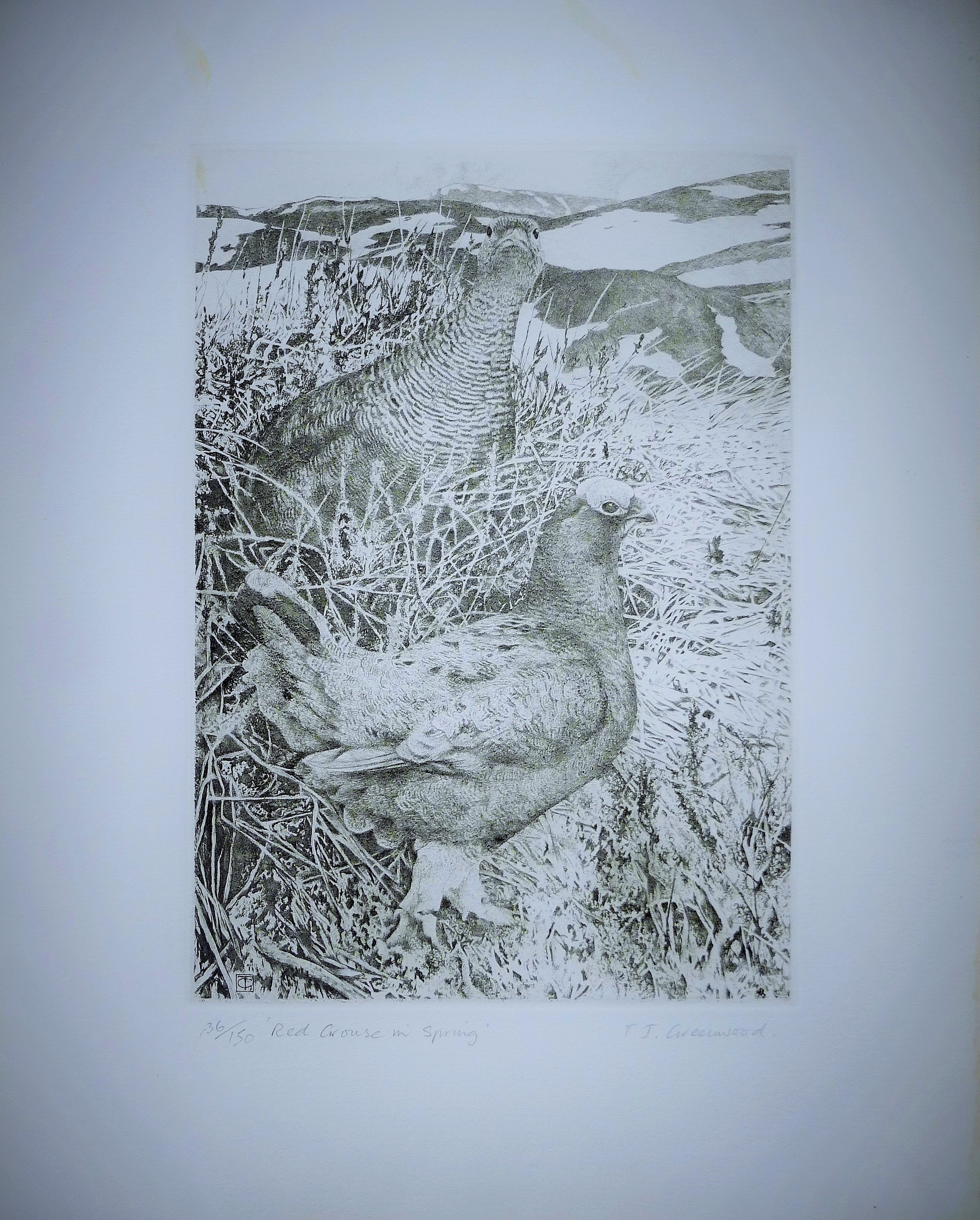 GREENWOOD, T J (born 1947) British (AR), Red Grouse in Spring, etching, signed and numbered 36/150, - Image 2 of 4