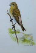 ARLOTT, NORMAN (1947-2022) British (AR), Twite, watercolour, signed, unframed. 18 x 14 cm.