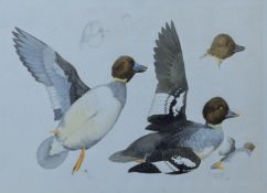 HASLEN, ANDREW (born 1951) British (AR), Goldeneye, watercolour, initialled and dated 1985,