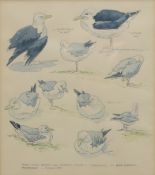 MAGGIE, Great Black Backed and Herring Gulls, Cornwall - Bird Hospital - Mousehole, watercolour,