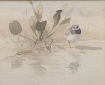 HASLEN, ANDREW (born 1951) British (AR), Ringed Plover, watercolour, titled and signed,