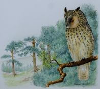 ARLOTT, NORMAN (1947-2022) British (AR), Long Eared Owl, watercolour, signed, unframed. 23 x 26 cm.