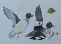 Timed Auction - Wildlife Paintings, Pictures and Prints