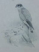 LODGE, GEORGE (1860-1954) British (AR), Kestrel, lithograph, unframed. 28 x 22 cm.