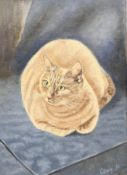 CLARY ARMSTRONG, two oils on artist's board of cats: 'Minky' and 'Fascinated',