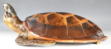 Life size pottery figure of a turtle with raised head, L67cm x H24cm