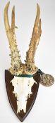 Silver medal winning taxidermy roe buck skull and antler set mounted on a shield shaped wooden board
