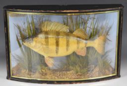 Edwardian taxidermy perch in bow fronted glazed case, label within 'Caught by T. Hood from the