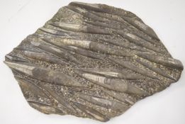 Large fossilised orthoceras / squid plaque, W64cm x D50cm