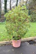 Large evergreen bay tree, H180cm