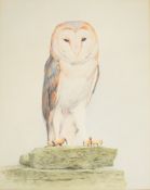 Don Cordery (born 1942) watercolour of a Barn Owl, signed lower right, 37 x 30cm, in wooden frame