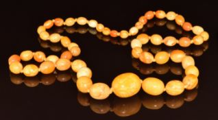 Baltic amber necklace made up of fifty four graduated oval beads, the largest 22.3 x 28mm and