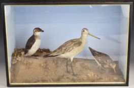 19th / 20thC taxidermy study of a Little Auk, Bar Tailed Godwit and Turnstone, with label E C