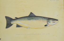 P.D Malloch Perth watercolour study of a Salmon or similar fish, titled 'Caught by W.Vaughan at