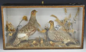 19th / 20thC taxidermy study of two partridge, in glazed case, W56 x D46.5 x H30.5cm