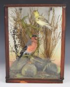 Taxidermy study of finches in a canted glazed case, W29 x D14 x H34cm