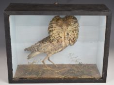 Late 19th / 20thC taxidermy study of a ruff, in glazed case, W37 x D15 x H28cm