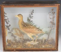 Late 19th / 20thC taxidermy study of a corncrake, in glazed case, W37 x D13 x H32cm