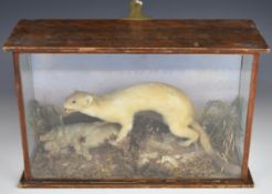 Taxidermy study of a stoat in winter coat with prey, in glazed case, W37 x D13 x H14cm