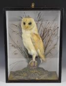 Late 19th / early 20thC taxidermy study of an adult Barn Owl, in glazed case with label verso 'E