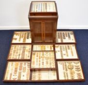 Large Victorian / Edwardian annotated taxidermy butterfly and moth collection in ten drawer