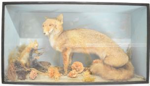 19th / 20thC taxidermy study of a fox and red squirrel, in glazed case W93 x D27 x H51.5cm