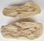 A whole fish fossil in two halves, length 27cm
