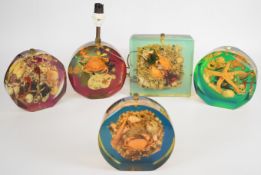 Five mid-century modern lucite / acrylic displays of sea life, including sea horses, starfish,