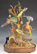 Taxidermy study of 15 exotic birds including hummingbirds, yellow hooded blackbird, rainbow