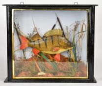 Taxidermy study of a perch mounted in naturalistic setting, with label 'Perch 1lb 14oz Caught by F