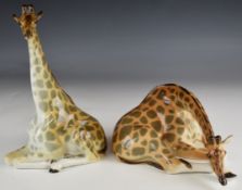 Two Lomonosov USSR porcelain giraffes, tallest 31cm