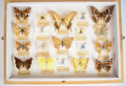Nineteen taxidermy butterflies and moths in openable frame, 23.5 x 35.5cm