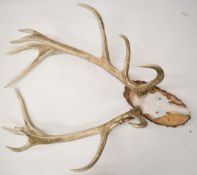 Taxidermy set of stag antlers mounted on wooden log slice, 100cm tip of antlers to bottom of board