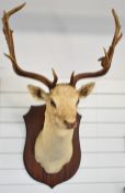 Taxidermy head and shoulder study of a stag mounted on shield shaped wooden board, 117cm from tip of