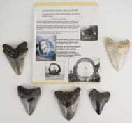 Five Megalodon fossilised teeth with printed display board, tallest 12cm